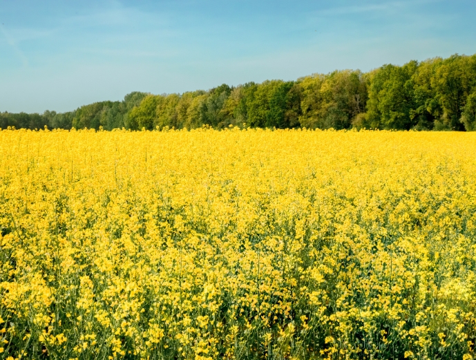Bunge produkty bez GMO