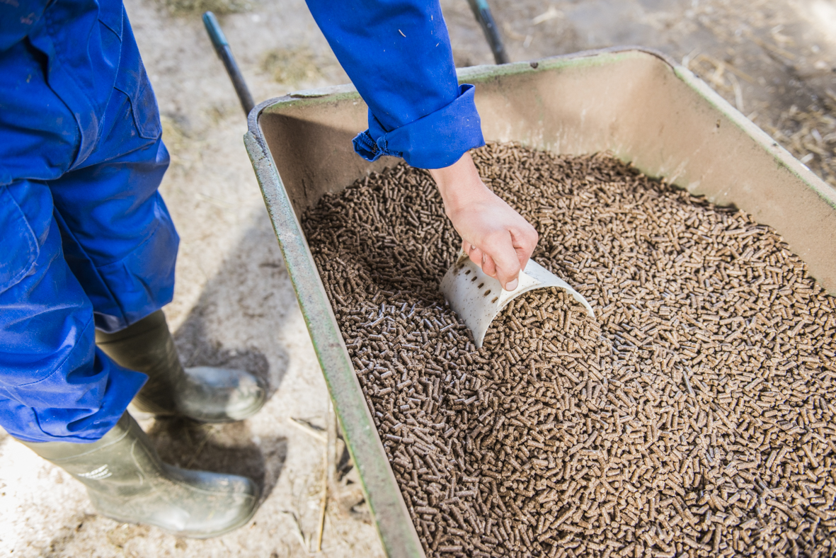 Scooping animal feed