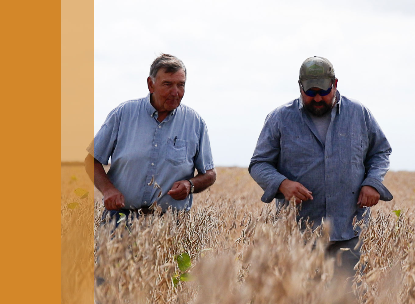 Farmers Walking Through a Soy Field